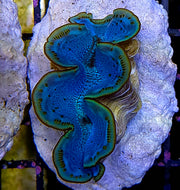 Tridacna maxima 5 - 6 cm WYSIWYG / 1919 -U – Produktbild