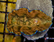 Tridacna derasa 5 - 6 cm WYSIWYG / 1919 – Produktbild