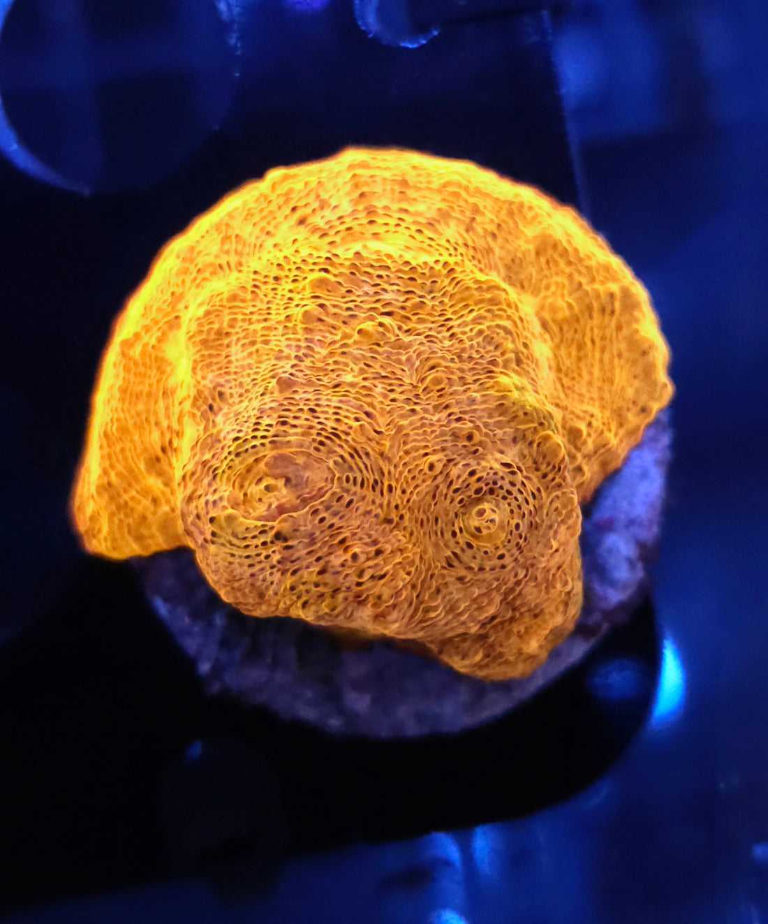 Echinophyllia Chalice Gold 24k WYSIWYGG / 192