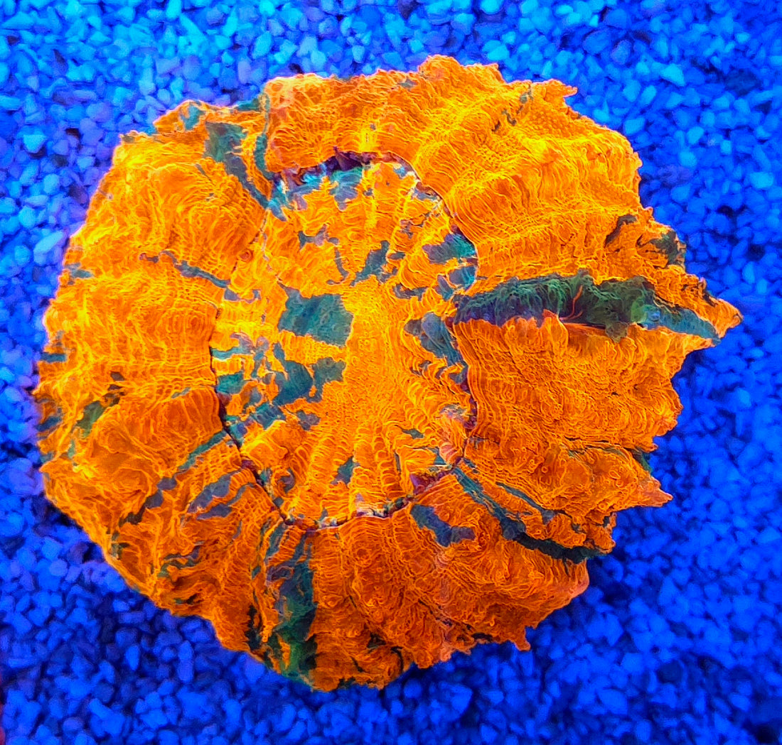 Acanthophyllia mastergrade WYSIWYG / 1928