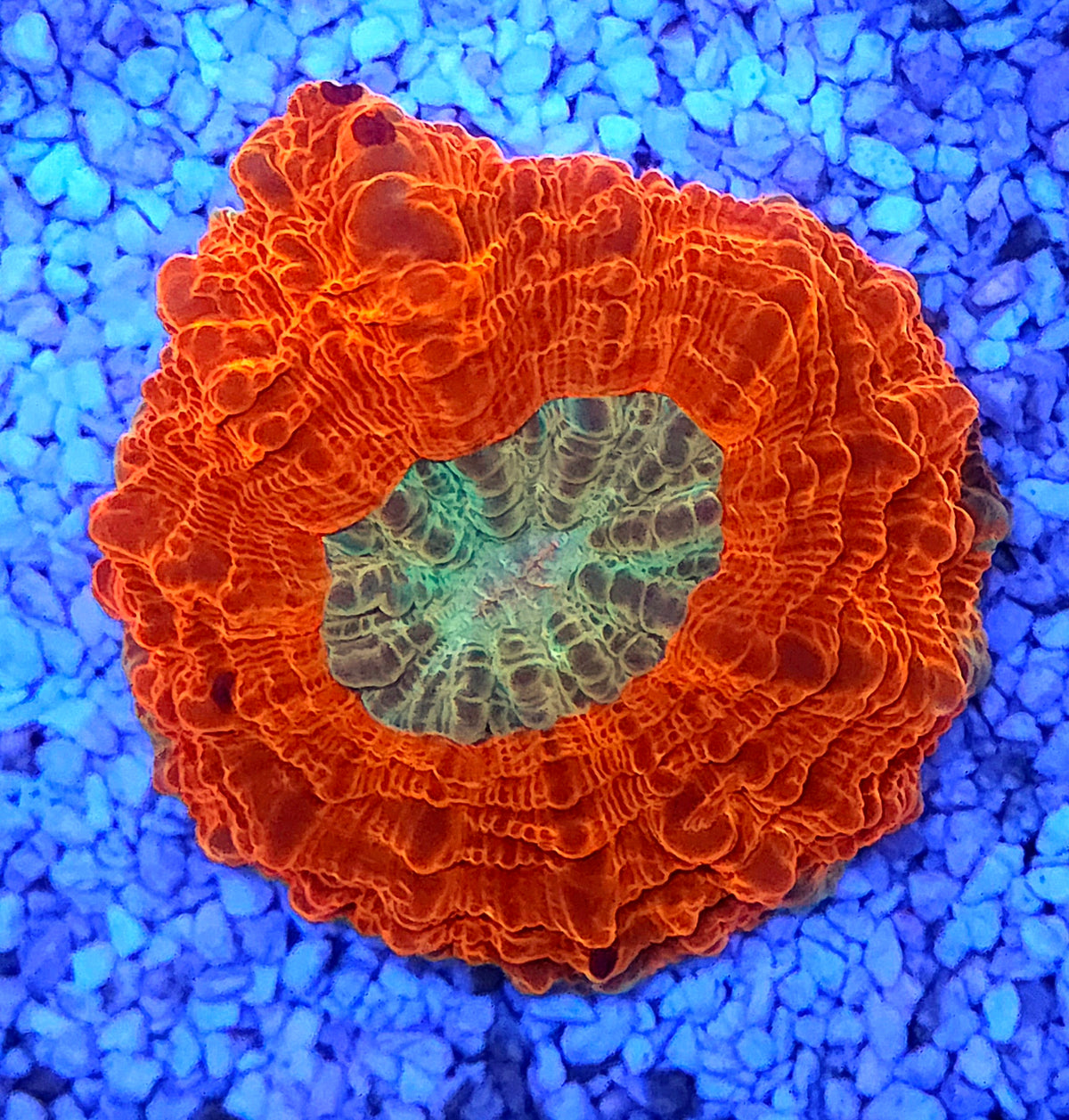 acanthophyllia mastergrade WYSIWYG / 1932 -L