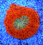 acanthophyllia mastergrade WYSIWYG / 1932 -L