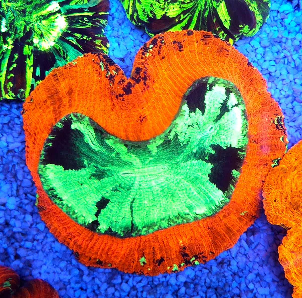 Trachyphyllia Rainbow WYSIWYG / 1938 – Produktbild