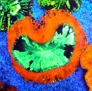 Trachyphyllia Rainbow WYSIWYG / 1938 – Produktbild