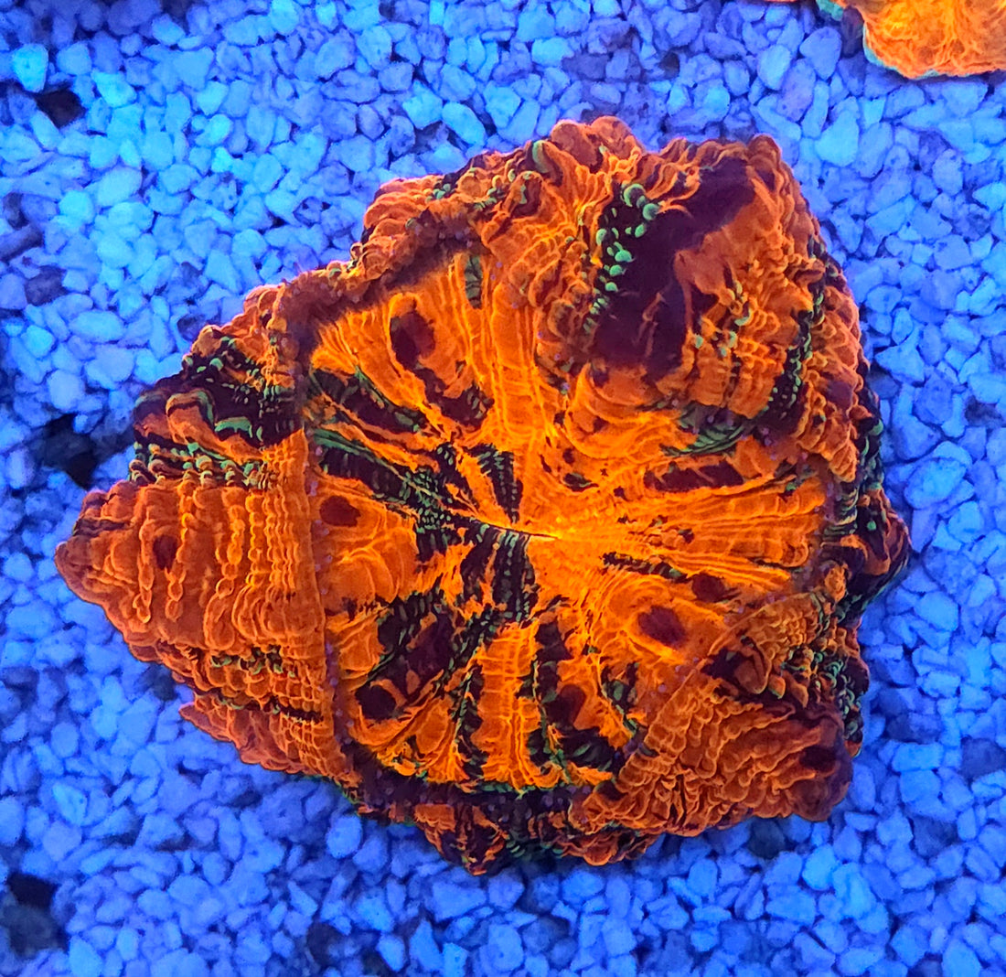 acanthophyllia mastergrade WYSIWYG / 1941 -L