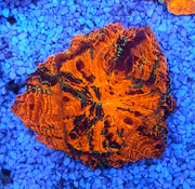 acanthophyllia mastergrade WYSIWYG / 1941 -L