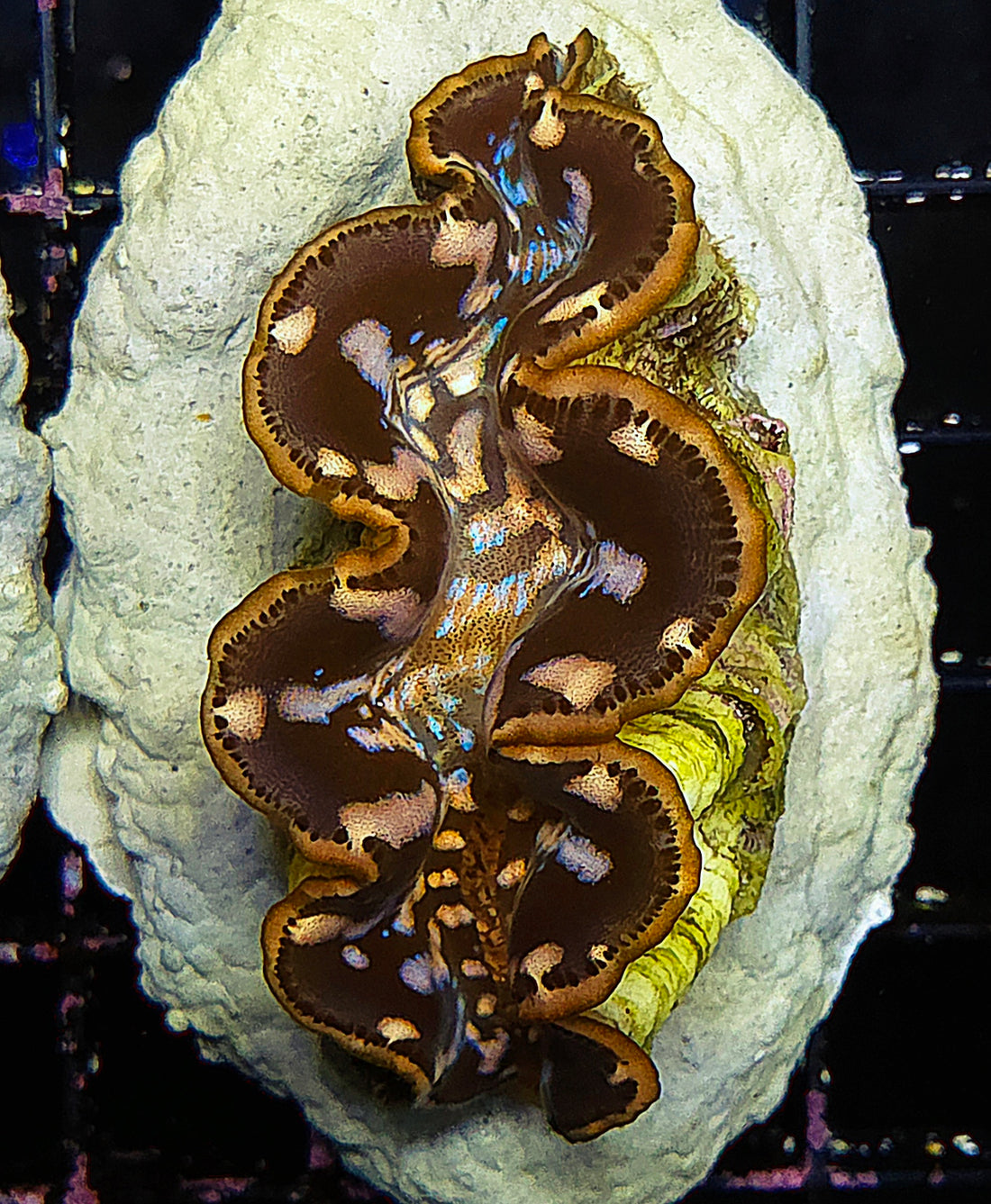 Tridacna maxima 5 - 6 cm WYSIWYG / 1951 -D