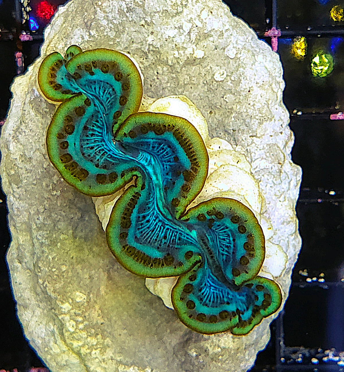 Tridacna maxima 4 - 5 cm WYSIWYG / 1951 -U – Produktbild