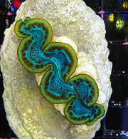 Tridacna maxima 4 - 5 cm WYSIWYG / 1951 -U – Produktbild