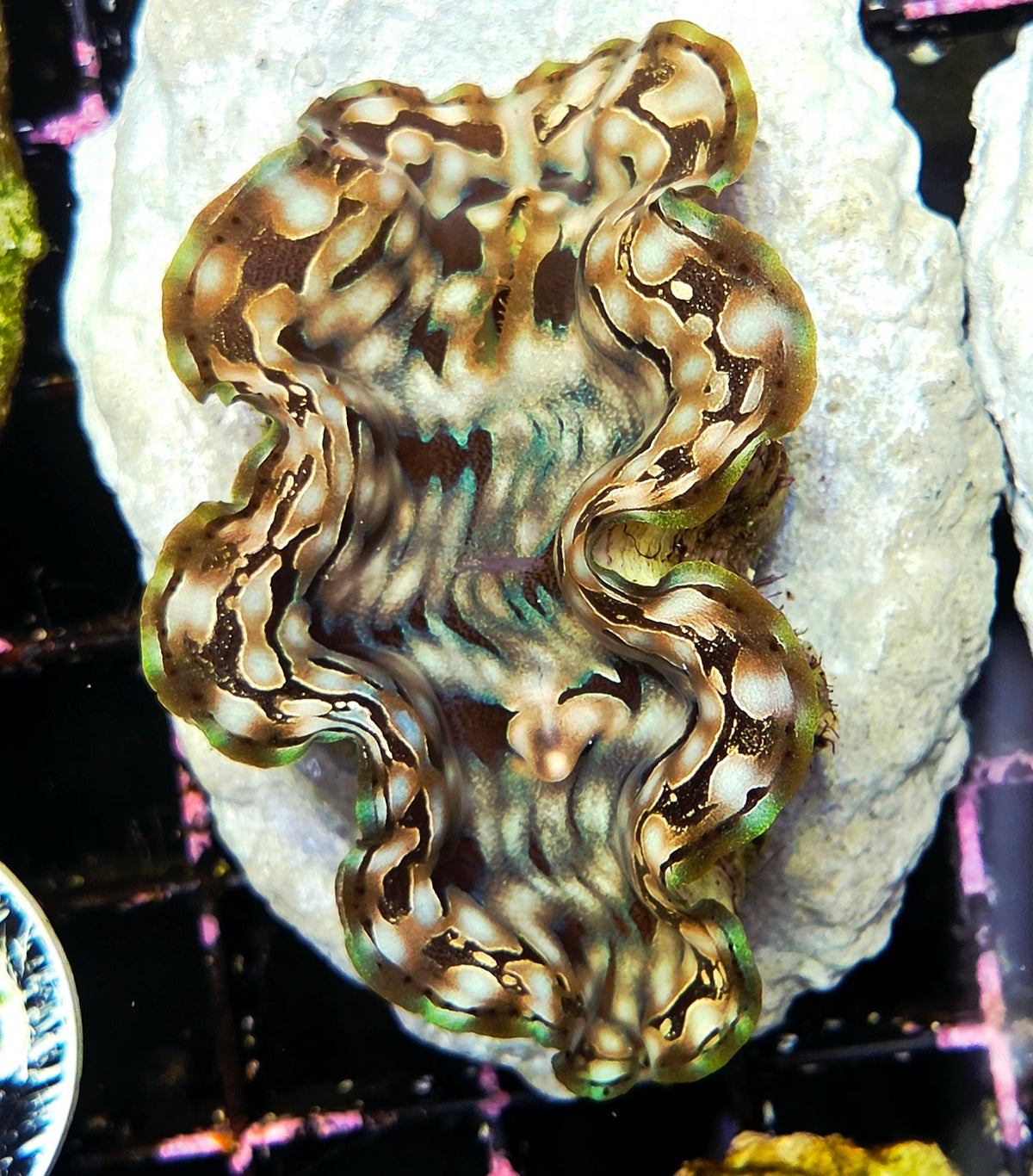 tridacna squamosa 5 - 6 cm WYSIWYG / 1951-U