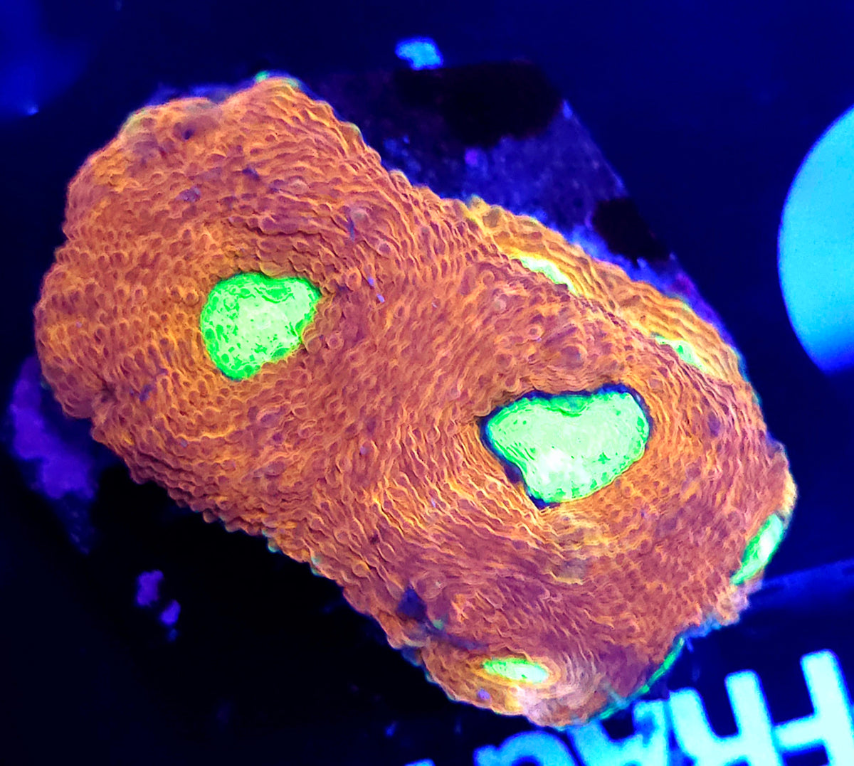 Acanthastrea echinata WYSIWYG / 196 – Produktbild