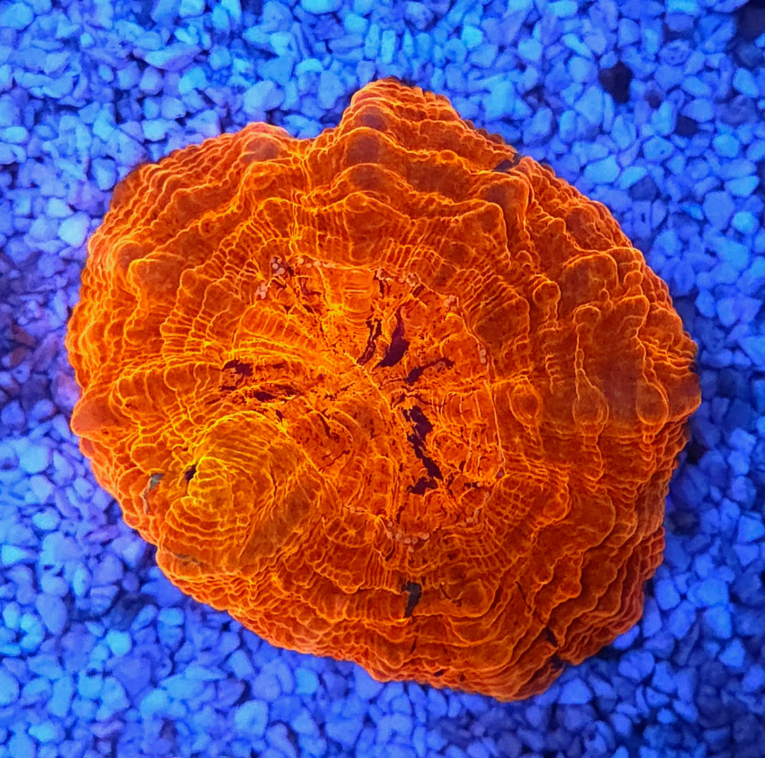 Acanthophyllia Mastergrade WYSIWYG / 1974 -L