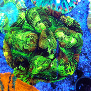 Trachyphyllia Rainbow WYSIWYG / 1981
