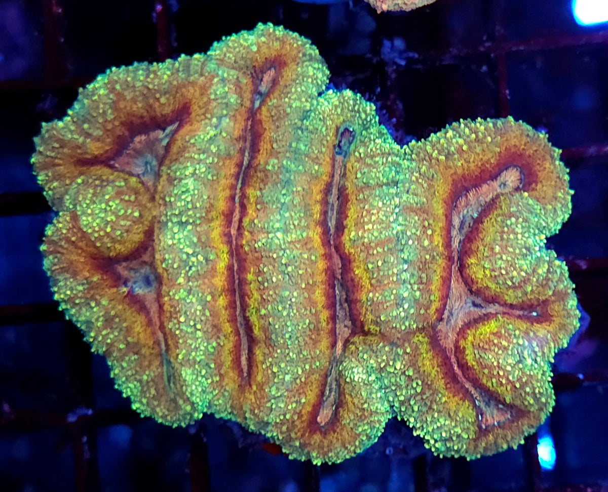 Lobophyllia Rainbow WYSIWYG /1915 - L – Produktbild