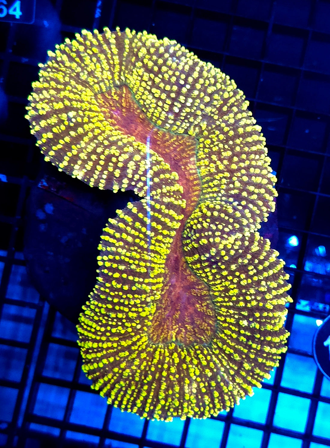 Lobophyllia Rainbow WYSIWYG / 1992 - L