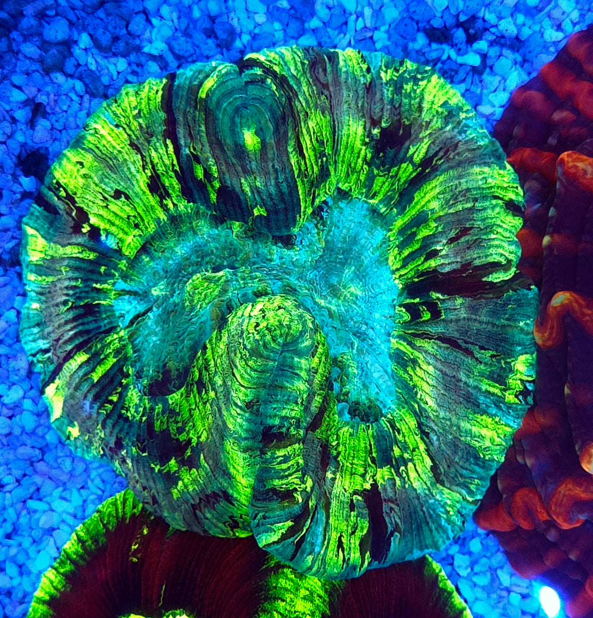 Trachyphyllia Rainbow WYSIWYG / 1996 – Produktbild