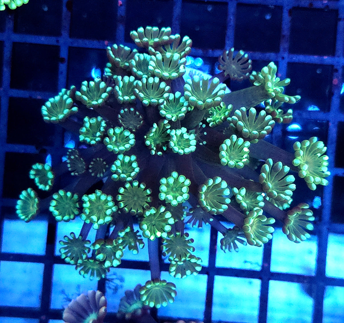 Alveopora CP Minty Explosion WYSIWYG - DNZ / 1999 -L – Produktbild