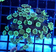 Alveopora CP Minty Explosion WYSIWYG - DNZ / 1999 -L – Produktbild
