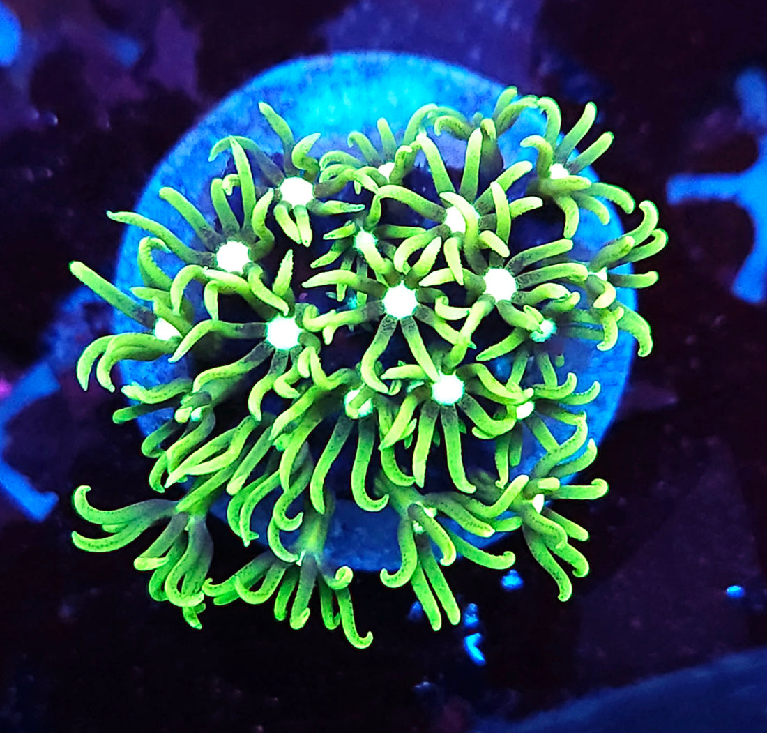 Briareum Toxic Green