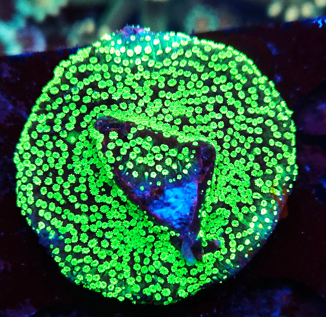 Montipora hoffmeisteri
