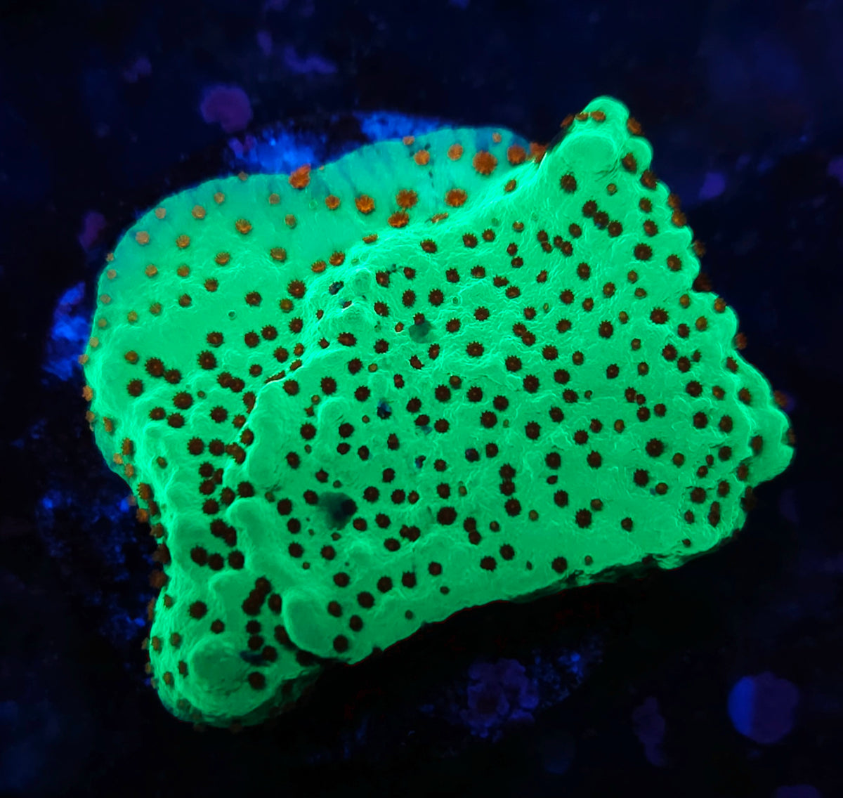 Montipora Chili Pepper – Produktbild