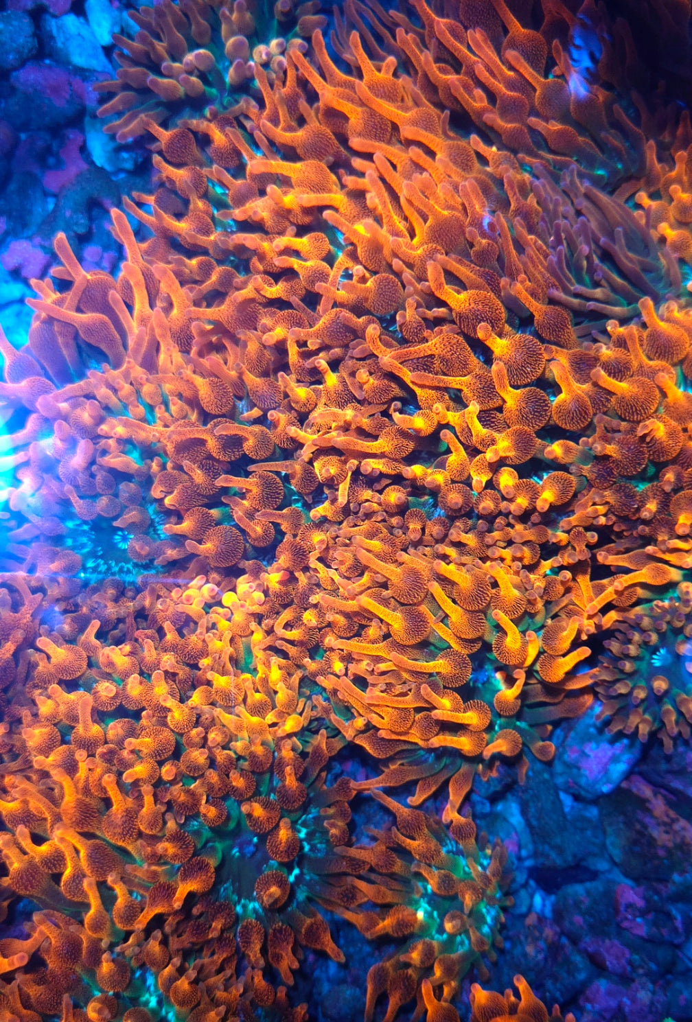 Entacmaea quadricolor sunburst anemone WYSIWYG