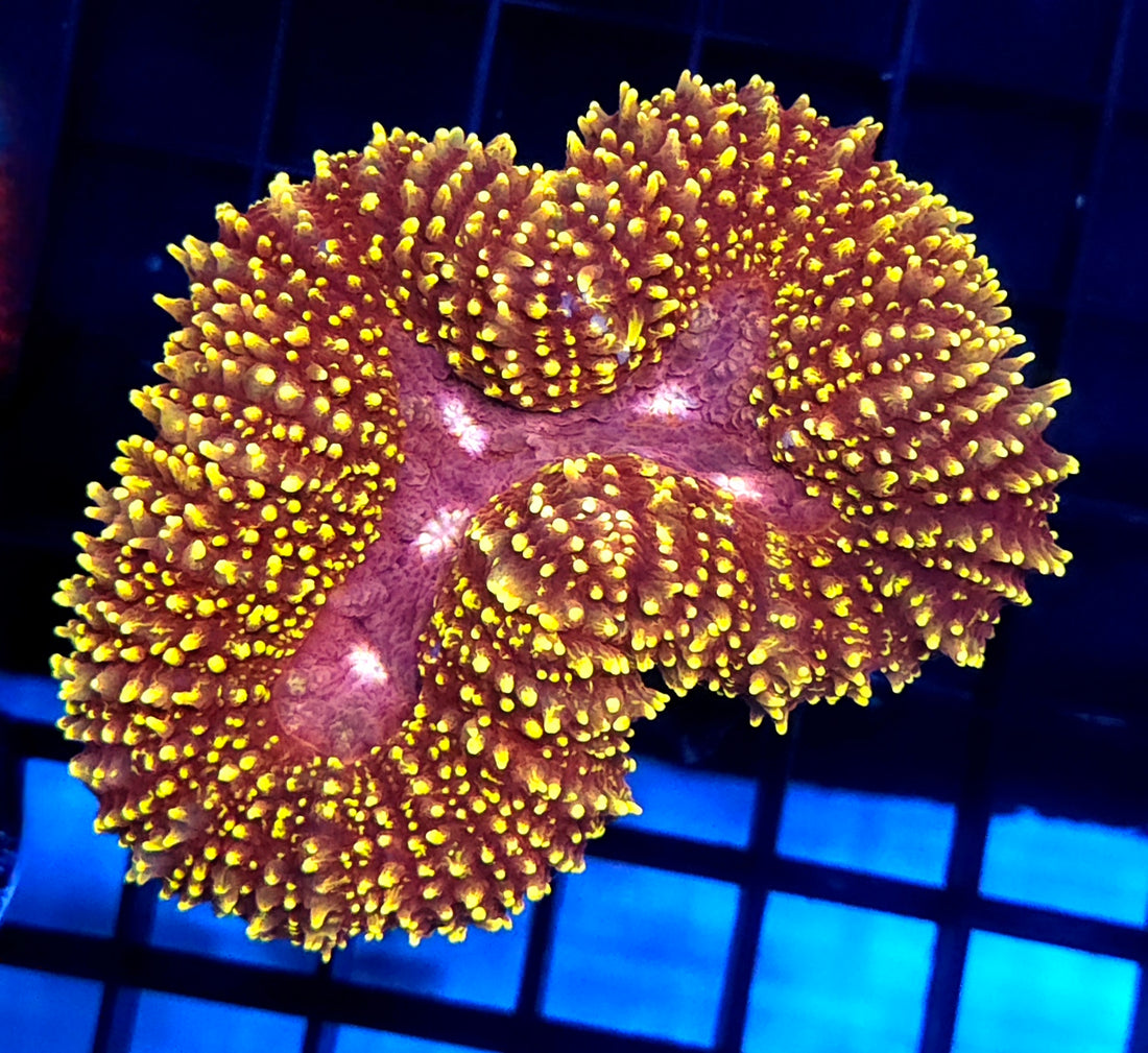 Lobophyllia Rainbow WYSIWYG /564