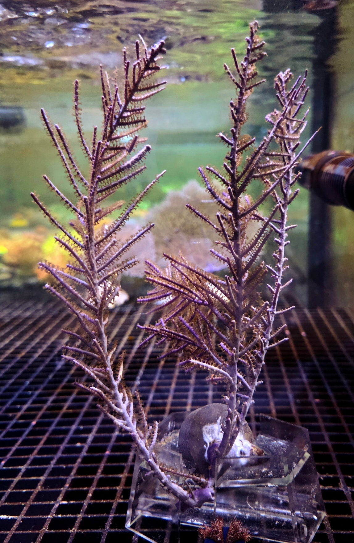 Pseudoterogorgia elisabethae - Gorgonie WYSIWYG – Produktbild