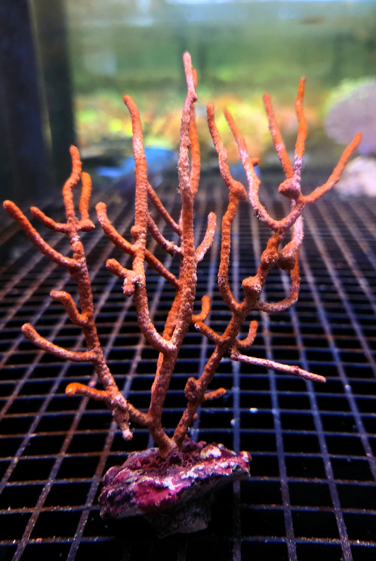 Gorgonie sp WYSIWYG – Produktbild