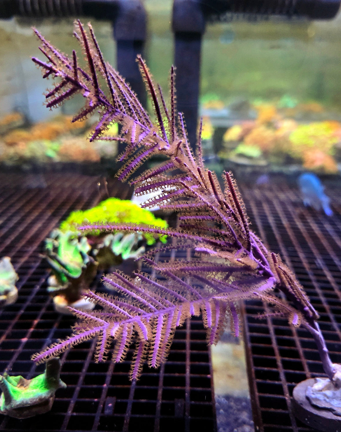 Pseudoterogorgia elisabethae - Gorgonie WYSIWYG – Produktbild