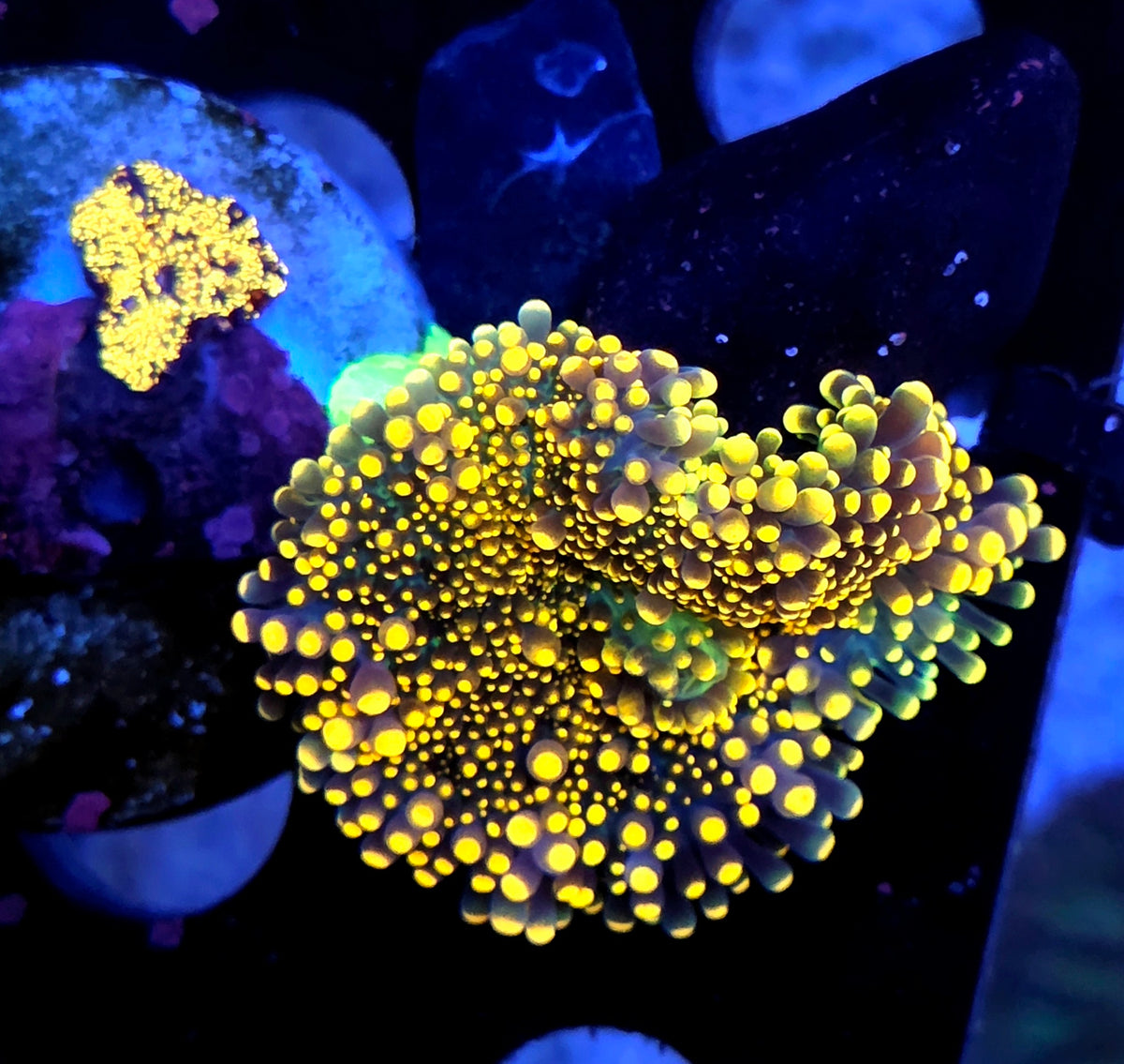 Ricordea Yuma Scheibenanemone WYSIWYG / 0000