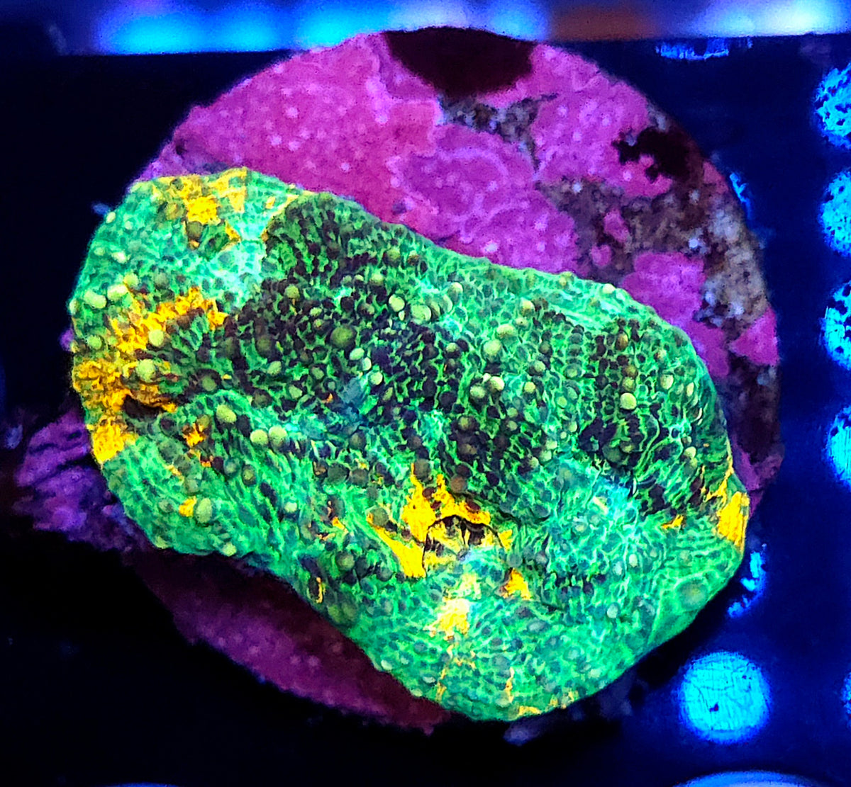 Acanthastrea echinata Rainbow WYSIWYG / 205