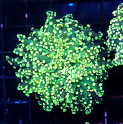 Euphyllia yaeyamaensis WYSIWYG / 216