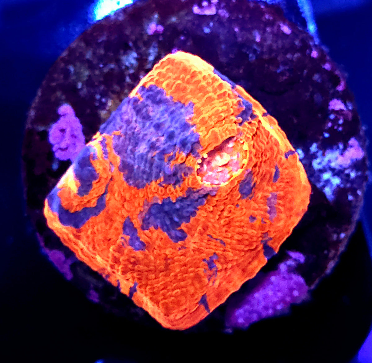Chalice Flaming Bugatti WYSIWYG / 222