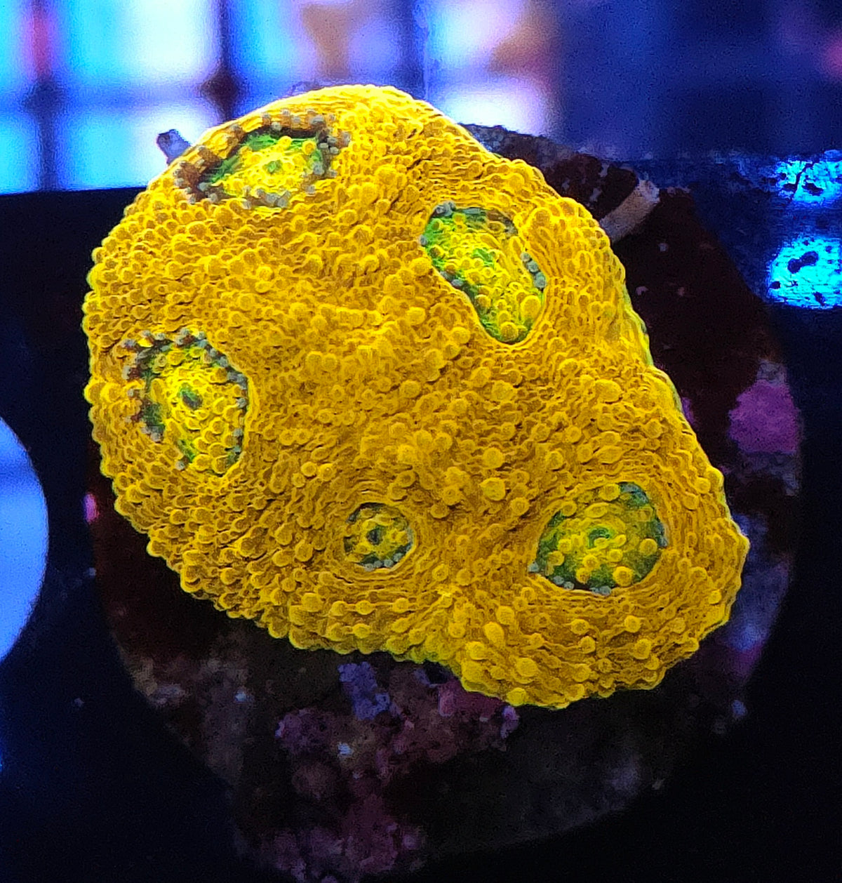 Acanthastrea echinata Rainbow WYSIWYG / 226