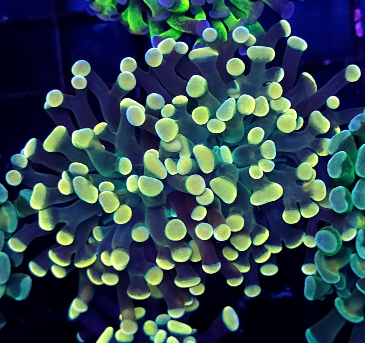 Euphyllia Branching Hammer Gold-Orange WYSIWYG – DNZ / 227