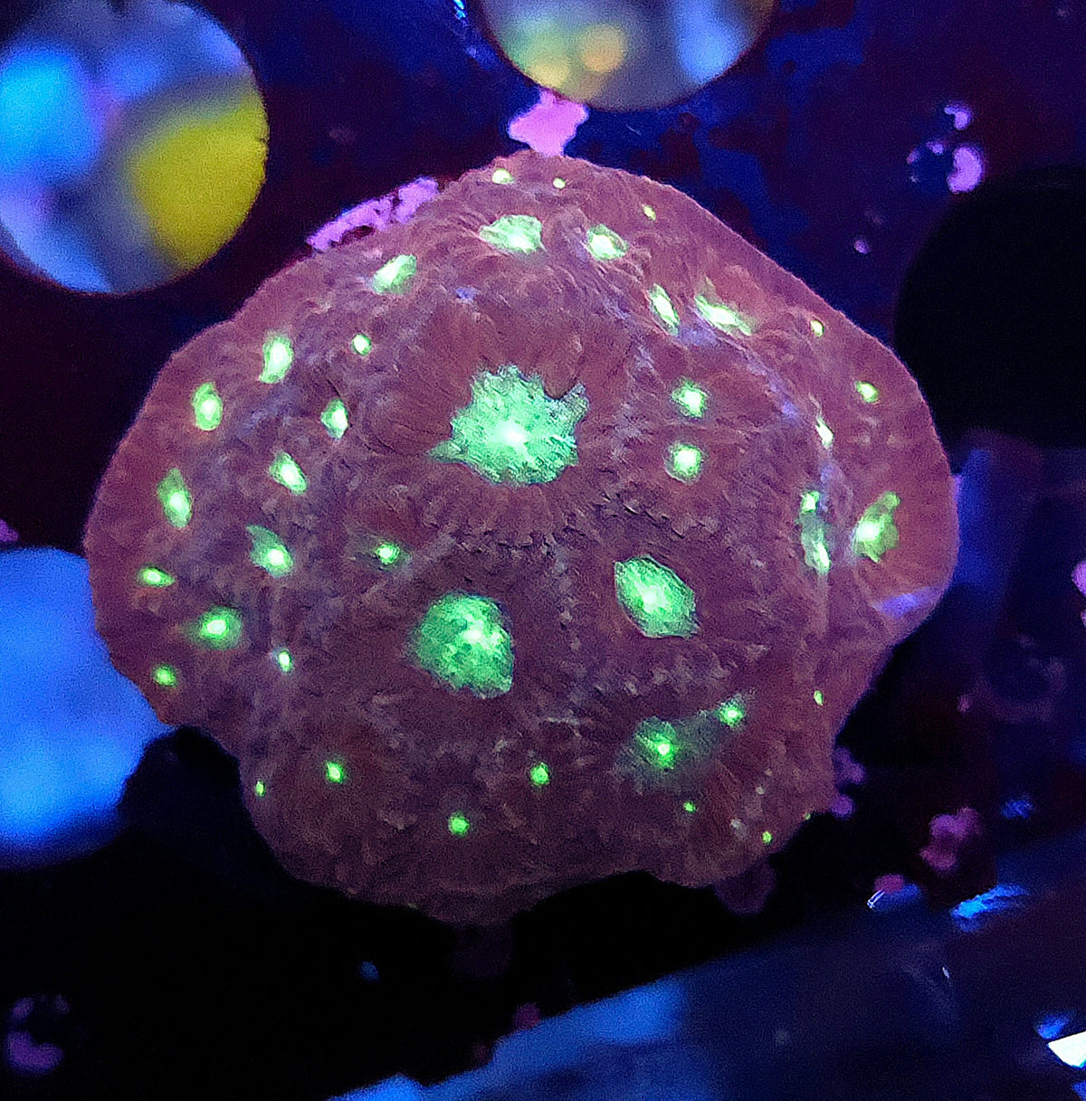 Favia Sp WYSIWYG / 249