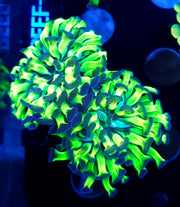 Euphyllia paraancora Hammer Venom Kiss 2 Köpfe WYSIWYG - DNZ / 229 – Produktbild