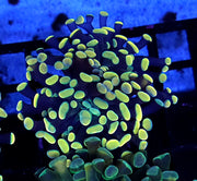 Euphyllia Branching Hammer Gold-Orange WYSIWYG – DNZ / 231