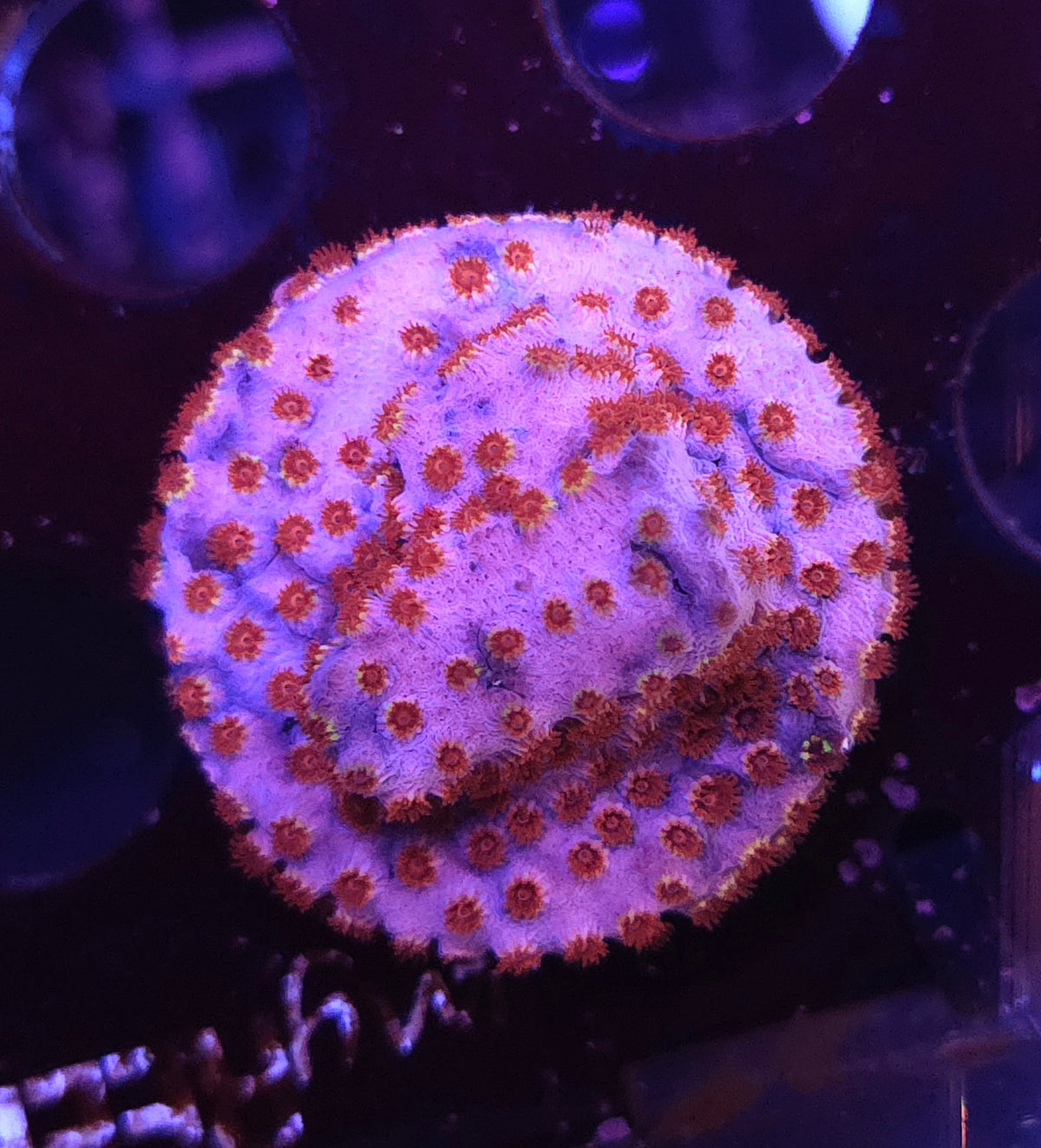 Cyphastrea Skittles Bomb WYSIWYG / 233 – Produktbild