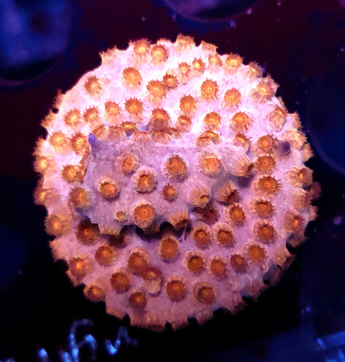 Cyphastrea Sunkist WYSIWYG / 239