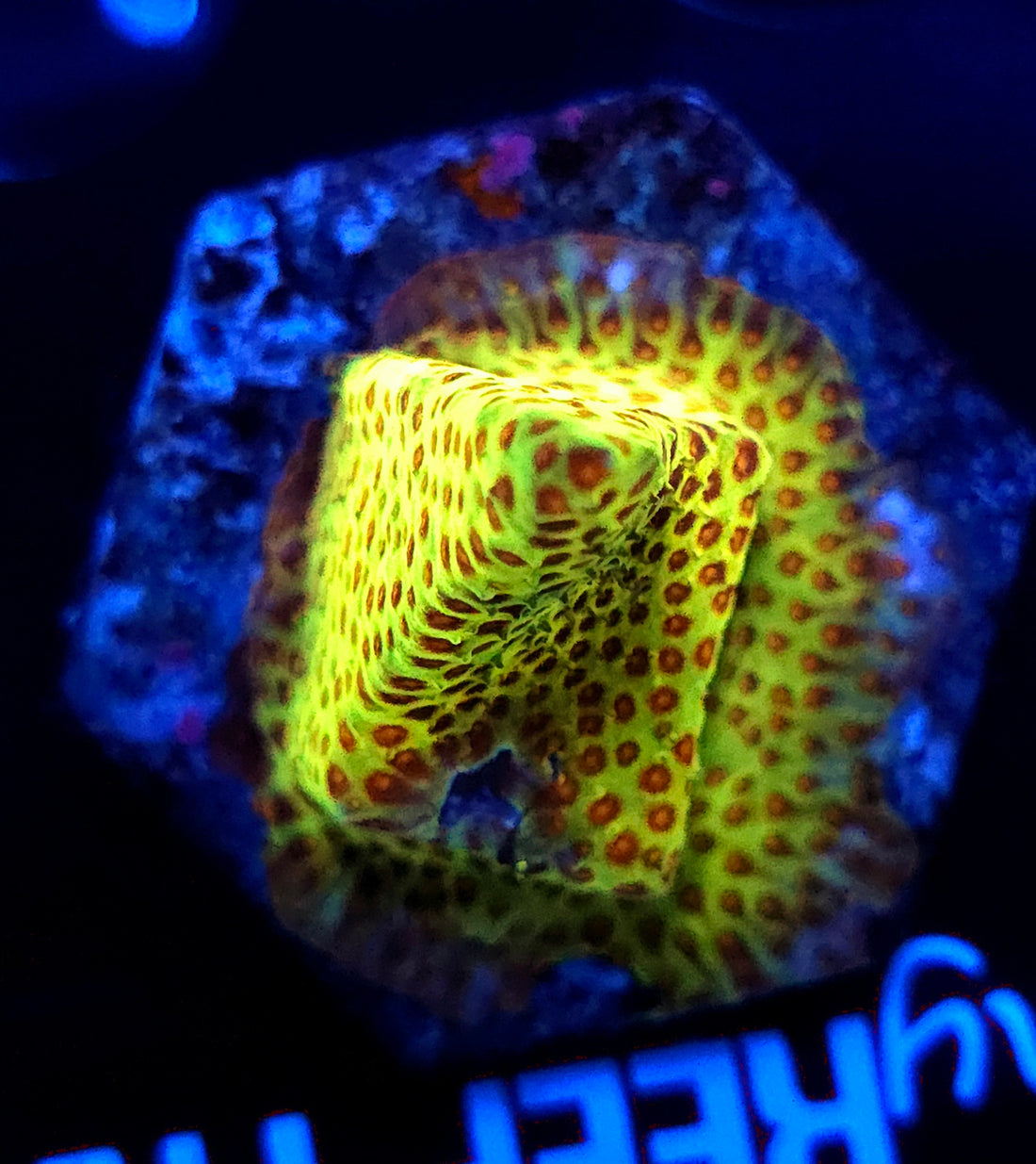 stylocoeniella burning banana / 241