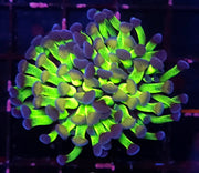 Euphyllia Branching Hammer Candy Puff WYSIWYG - DNZ / 241