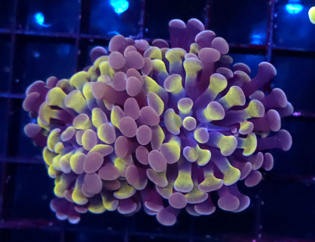 Euphyllia Branching Hammer Honey Grape Special Selection 2 Köpfe WYSIWYG - DNZ / 251 – Produktbild
