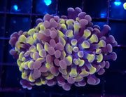 Euphyllia Branching Hammer Honey Grape Special Selection 2 Köpfe WYSIWYG - DNZ / 251 – Produktbild