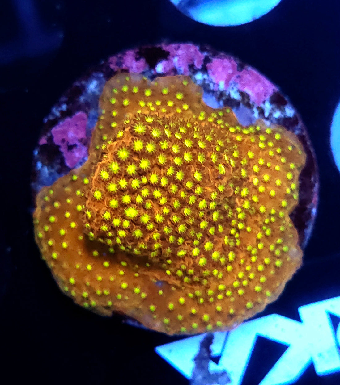 Stylocoeniella Crack of Dawn / 258