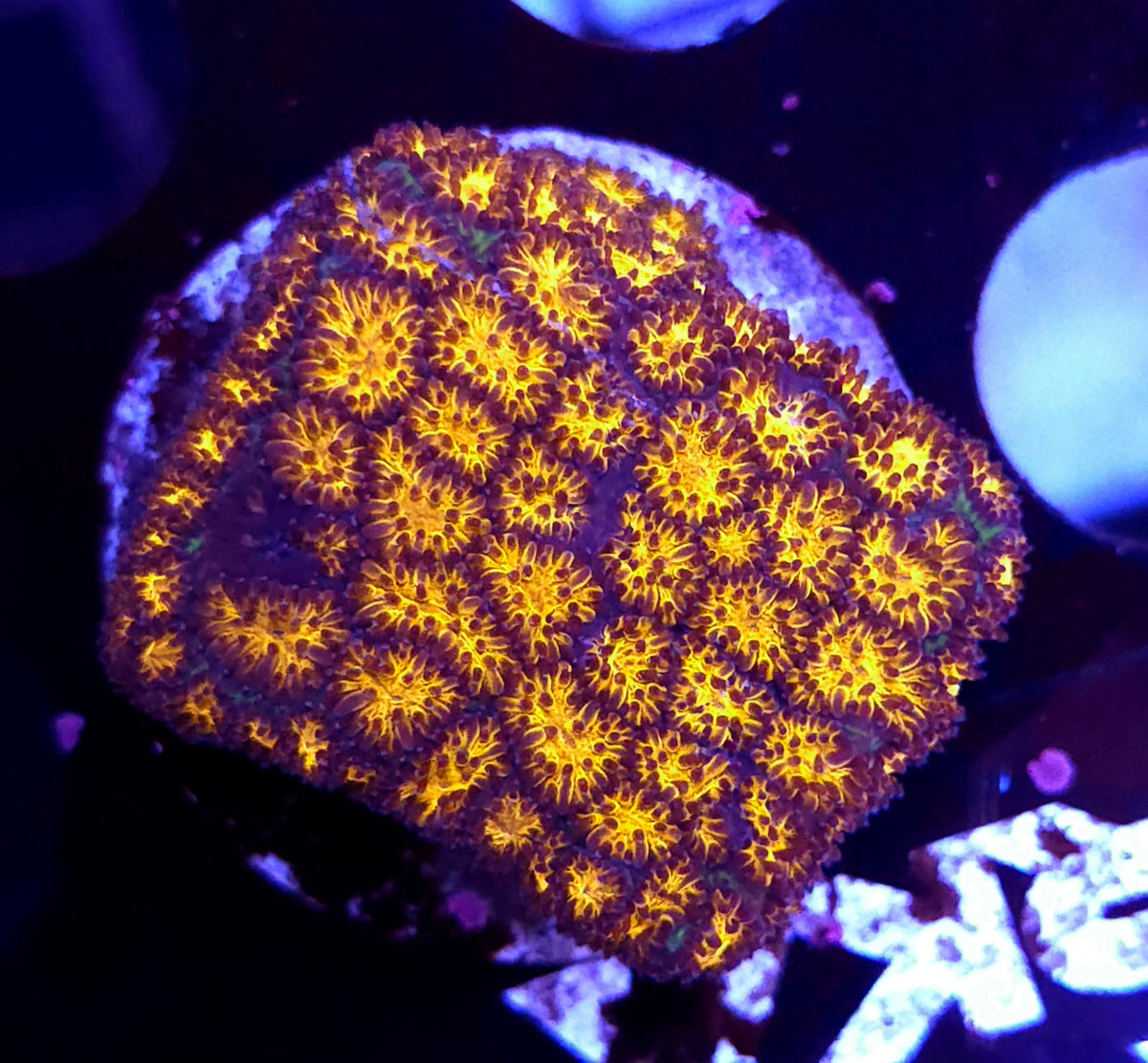 Leptastrea Burning Ember WYSIWYG / 260 – Produktbild