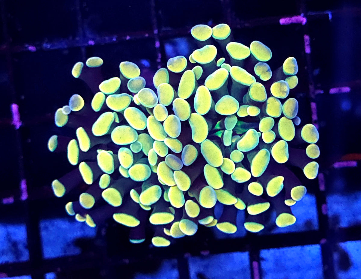 Euphyllia Branching Hammer Golden Nugget WYSIWYG - DNZ / 262