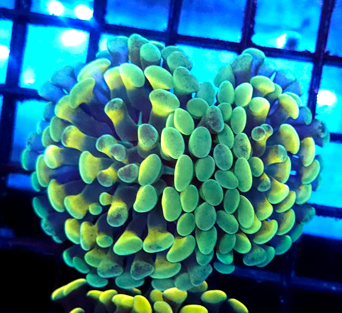Euphyllia Branching Hammer Cosmic Honycomb 2 Köpfe WYSIWYG - DNZ / 264 – Produktbild