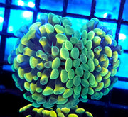 Euphyllia Branching Hammer Cosmic Honycomb 2 Köpfe WYSIWYG - DNZ / 264 – Produktbild
